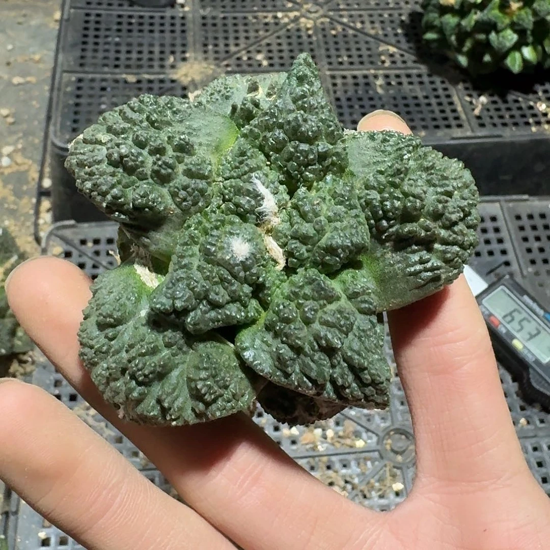 837号仙人球萝卜根