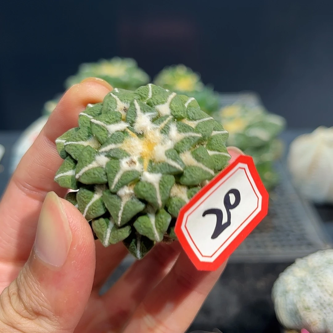 20号自根萝卜根黑牡丹