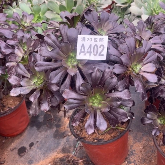 402黑元叶不包断枝