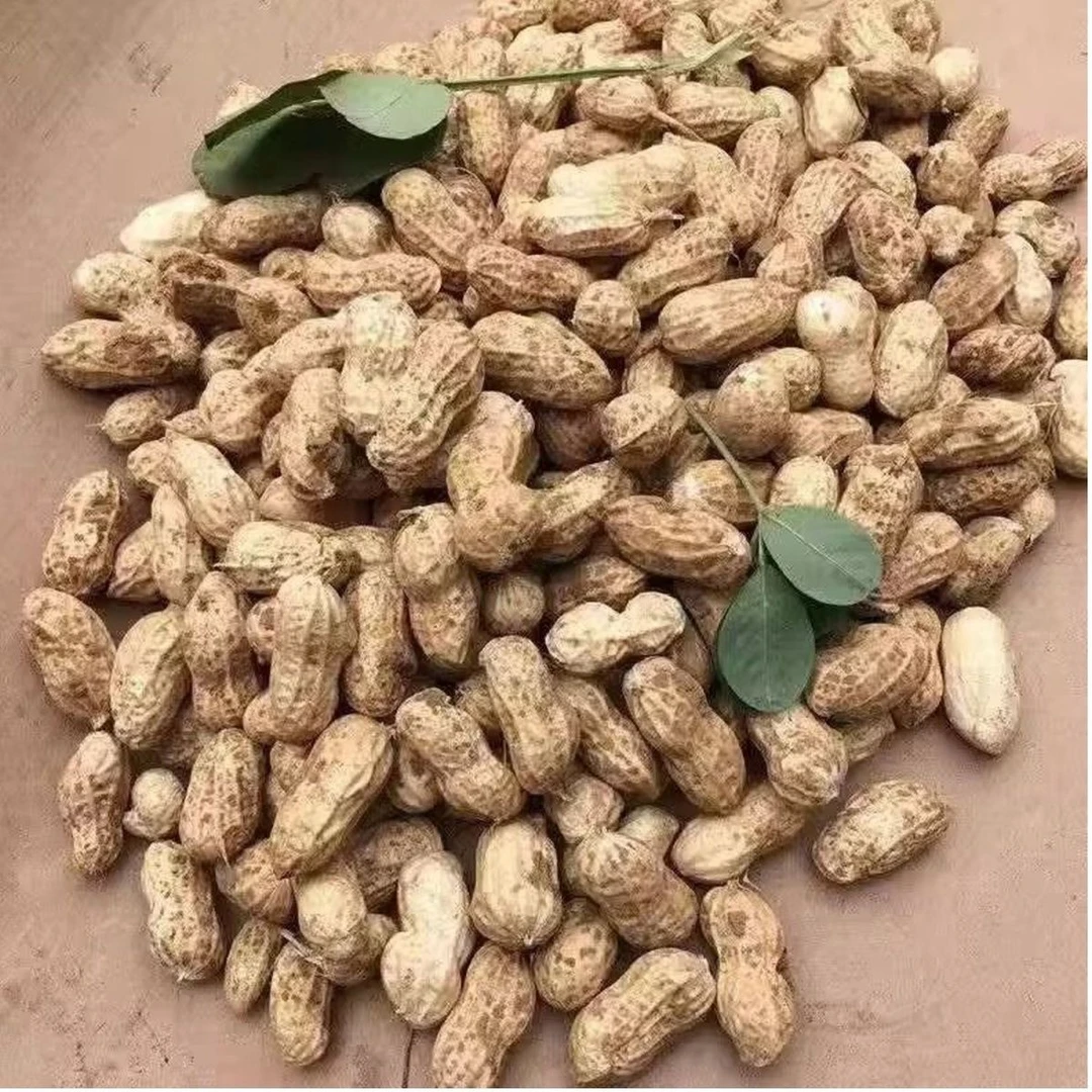 新鲜花生粉皮花生湿花生带壳鲜花生现挖小花生颗粒饱满 人工挑选