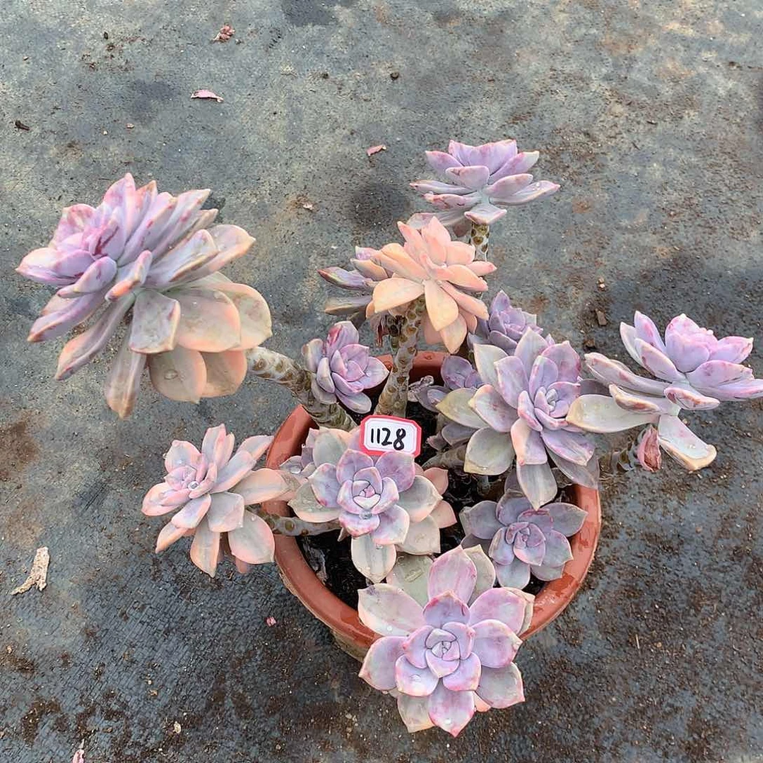 紫乐锦1128晓晓一物一拍