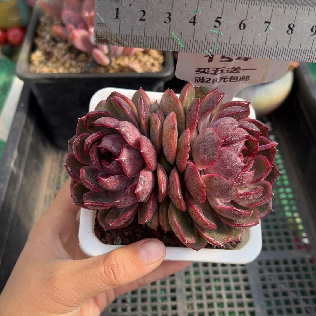 表妹精品多肉植物154.