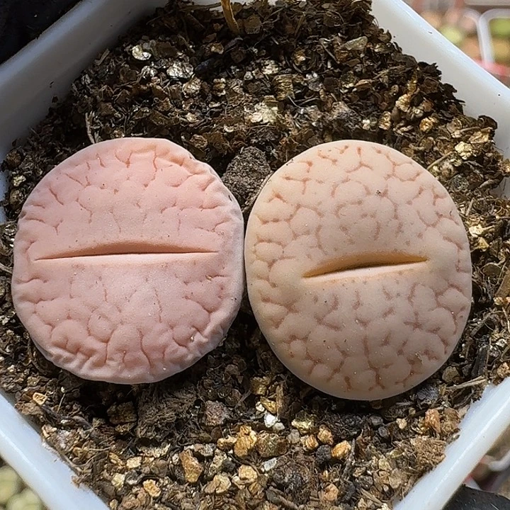 生石花111111。 185