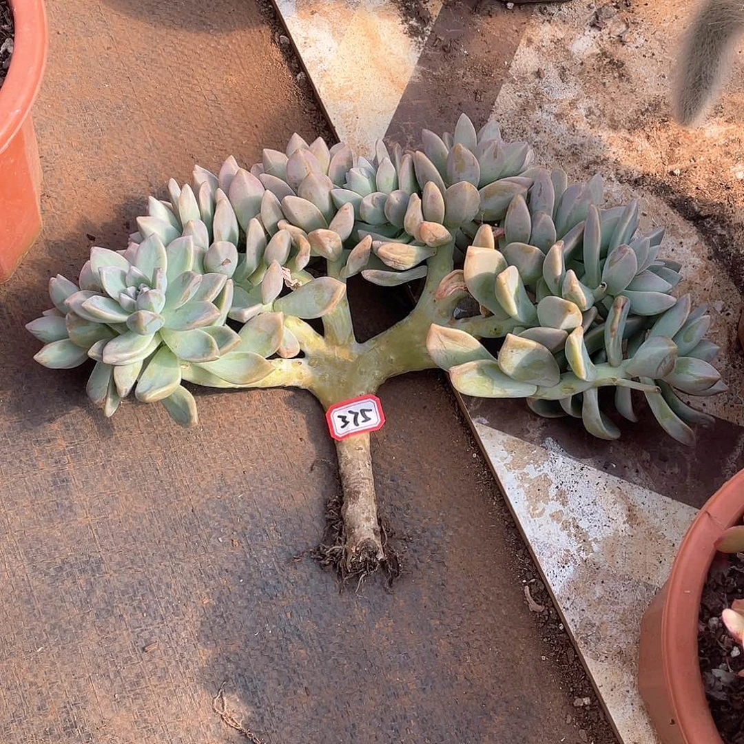 375淡雪一物一拍多肉