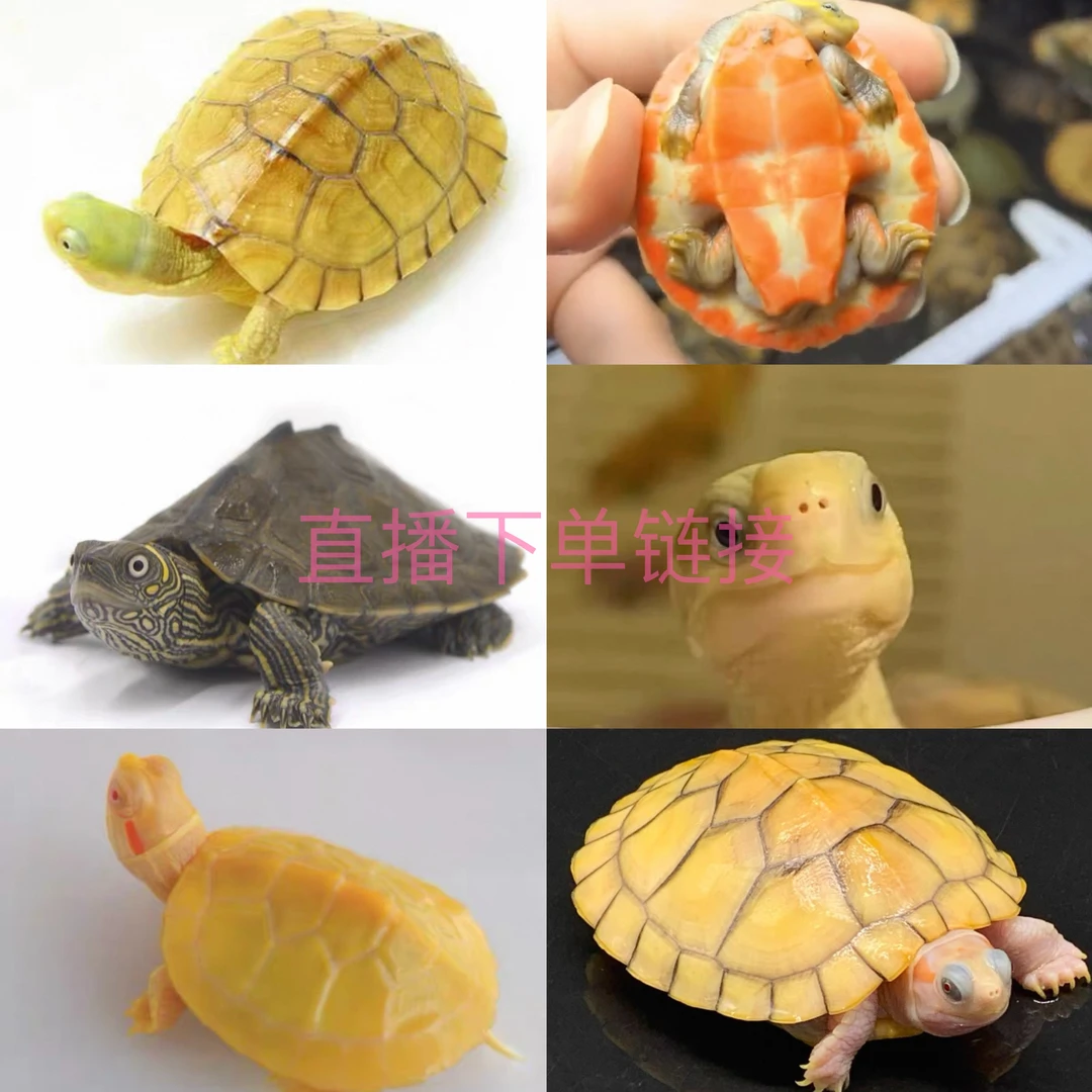 直播间-链接 直播选龟白巴西锦火焰地图小青等多个活体乌龟品种