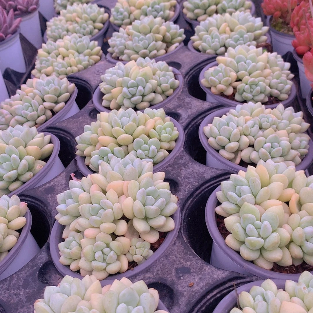 泡泡糖群24678990000000