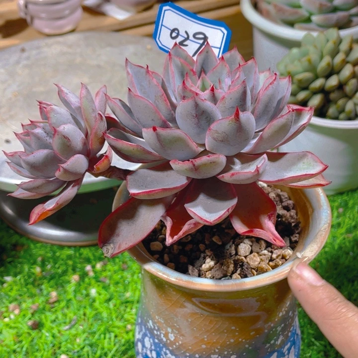 谢谢你的支持00000029