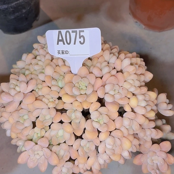 冰*香水洛神一物一拍A075.