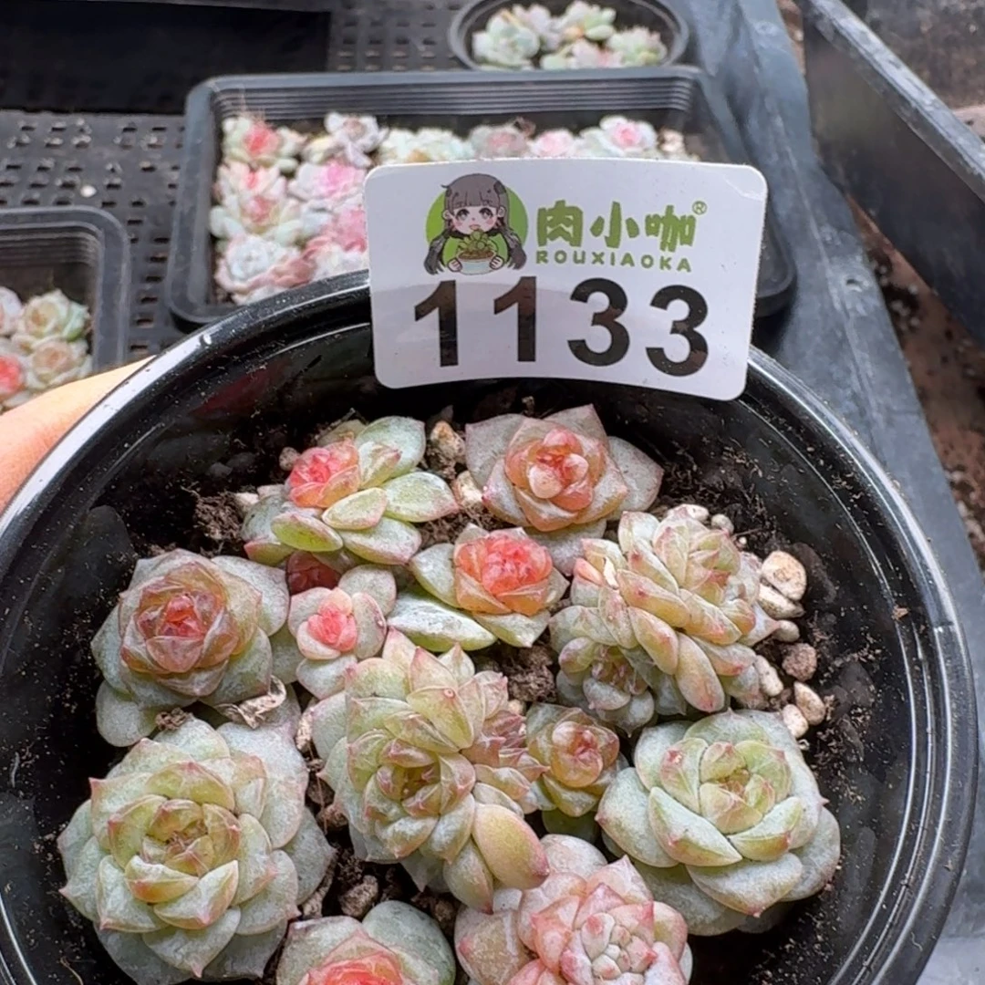 碳***丫多肉植物多肉植物