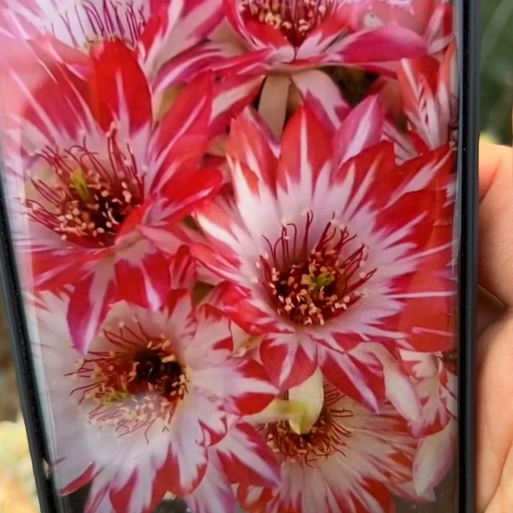42丽花蝉一歪无根侧芽2一3公分左右20包邮