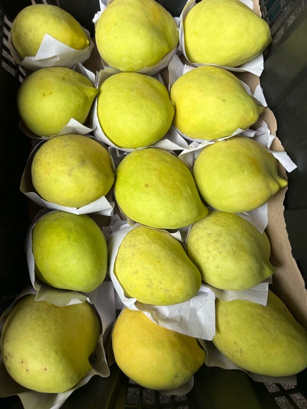 正宗缅甸圣德龙（甄选特级超大果）