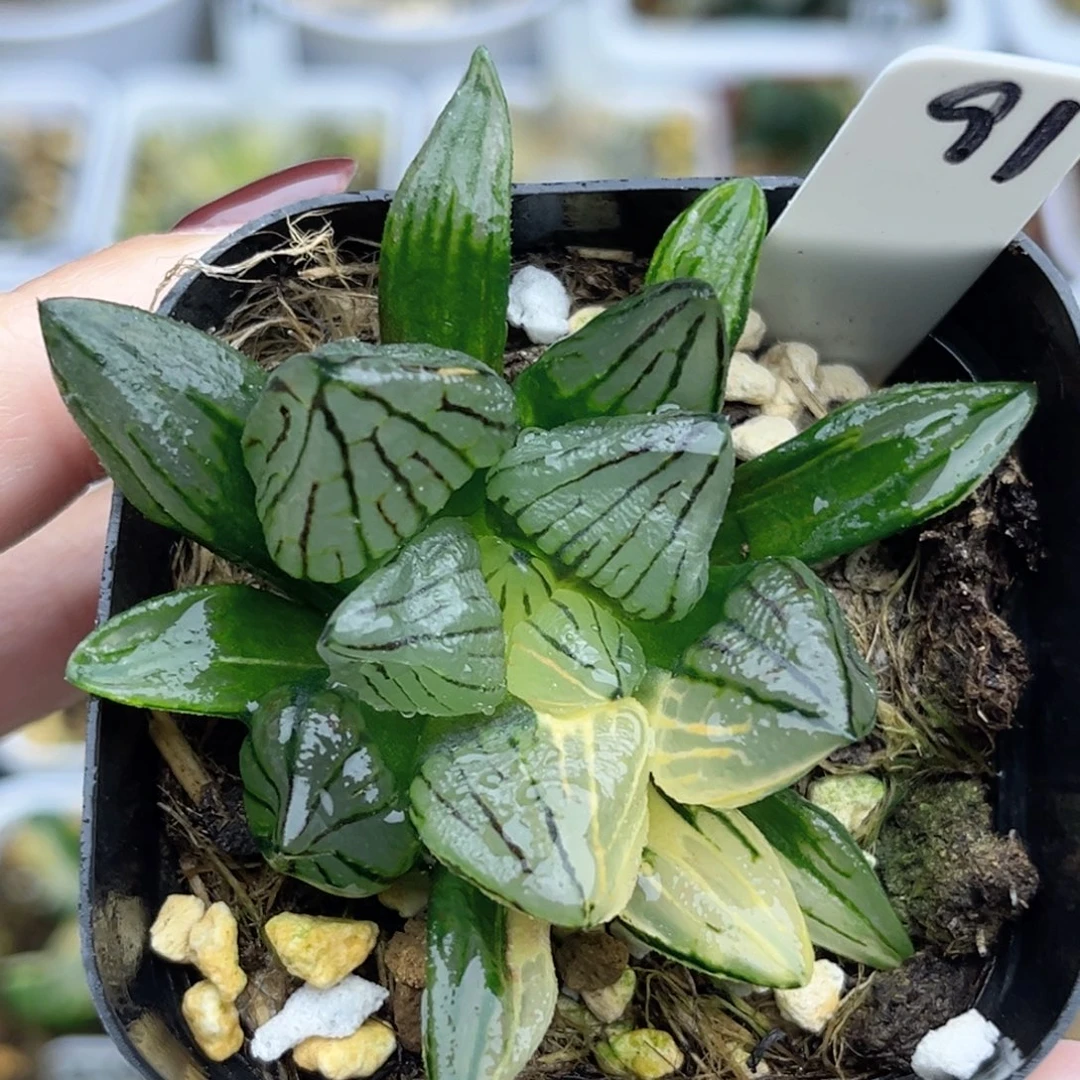 91西瓜寿锦福利专场