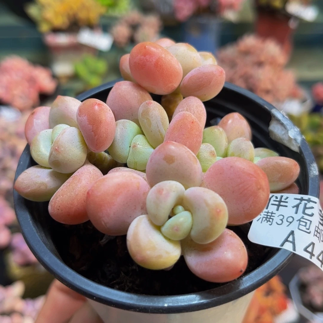 444橘子香水7cm多肉