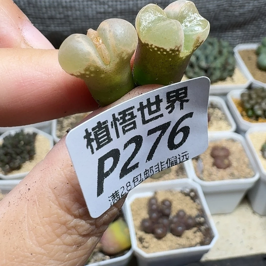 多肉植物的人生ghnm