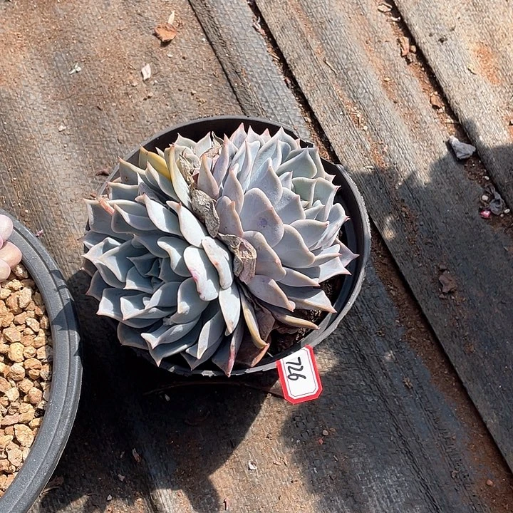 726露西娜 一物一拍多肉