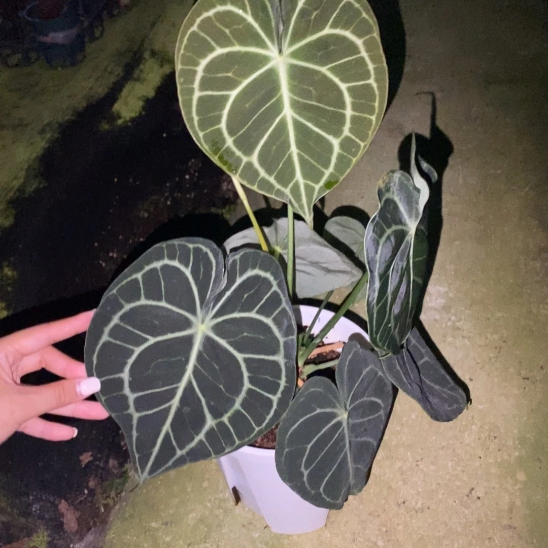 大部分开放少量花苞印尼进口密纹克莱恩