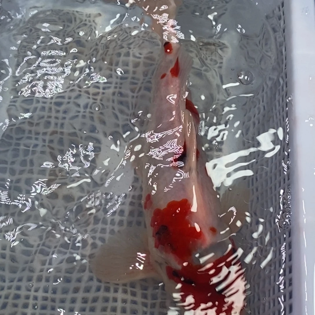 锦鲤锦鲤开衩充血掉鳞属于正常情况介意别拍