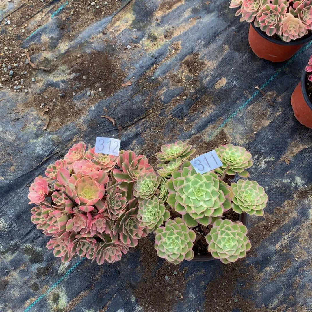 310.311水蜜桃粉女巫多肉88888