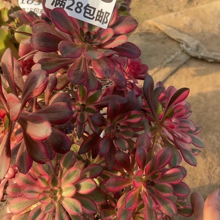 芳*姐1533一号棚香奈尔母本B