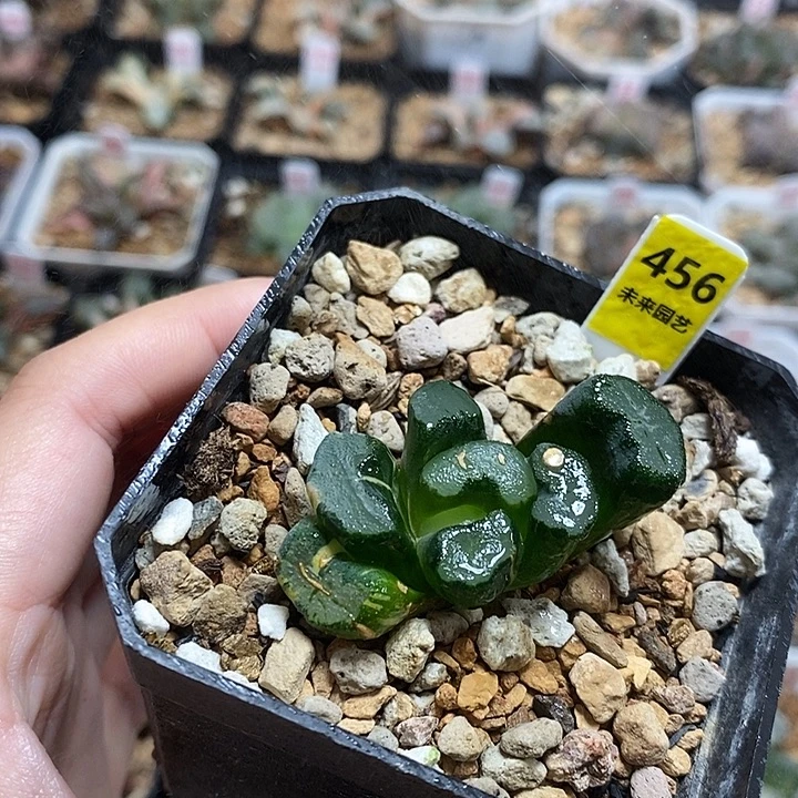 456大明湖万象锦一物一拍