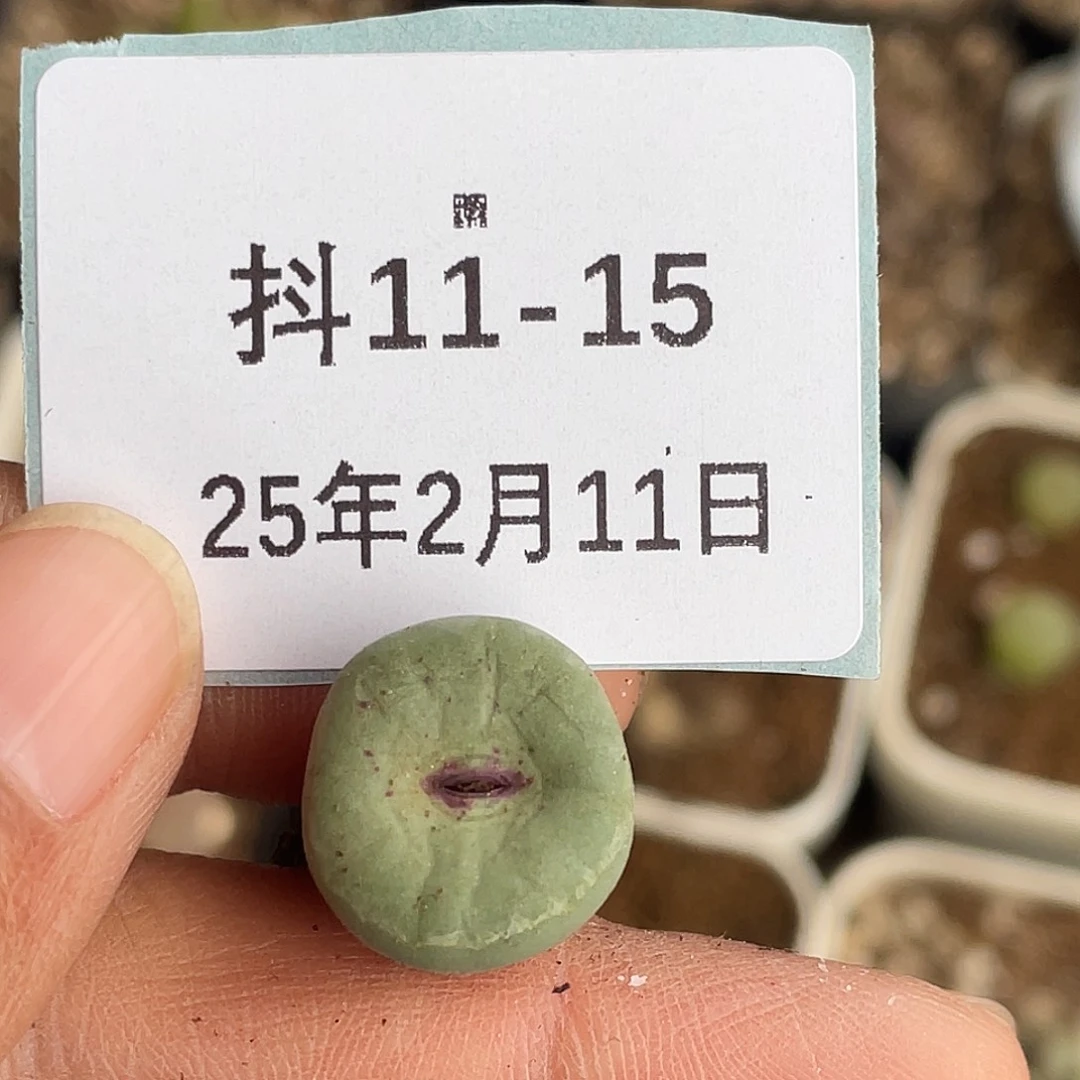 11-15园艺1380b多肉植物