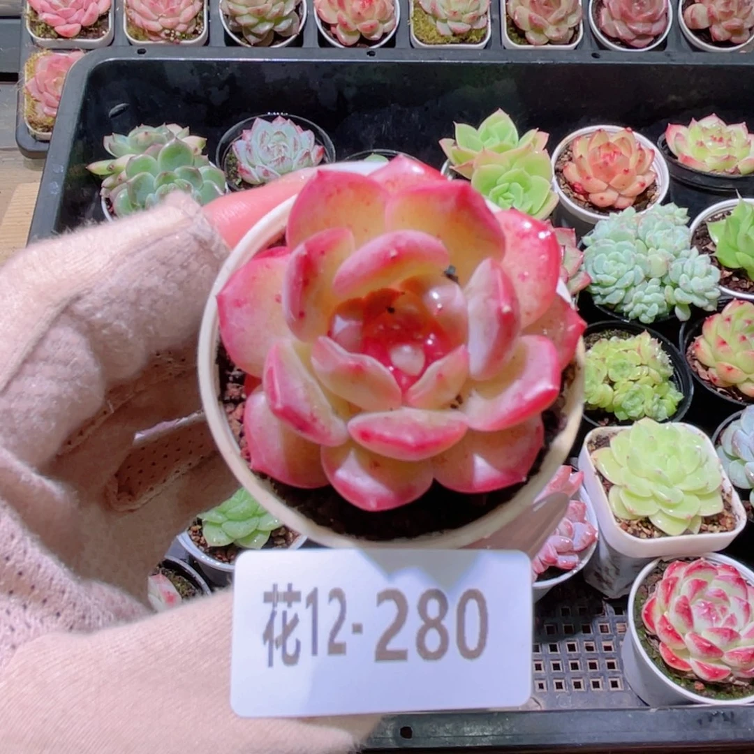 花利美12-280福利珍妮