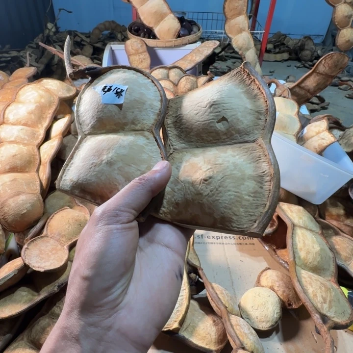 无***声榼藤豆荚手工制作摆件家居客厅装饰品