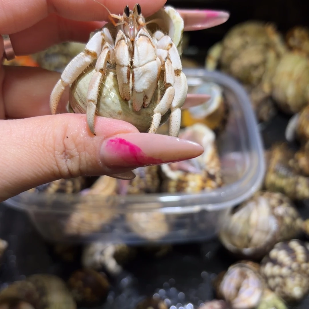 奶咖2.3口彩灰寄居蟹