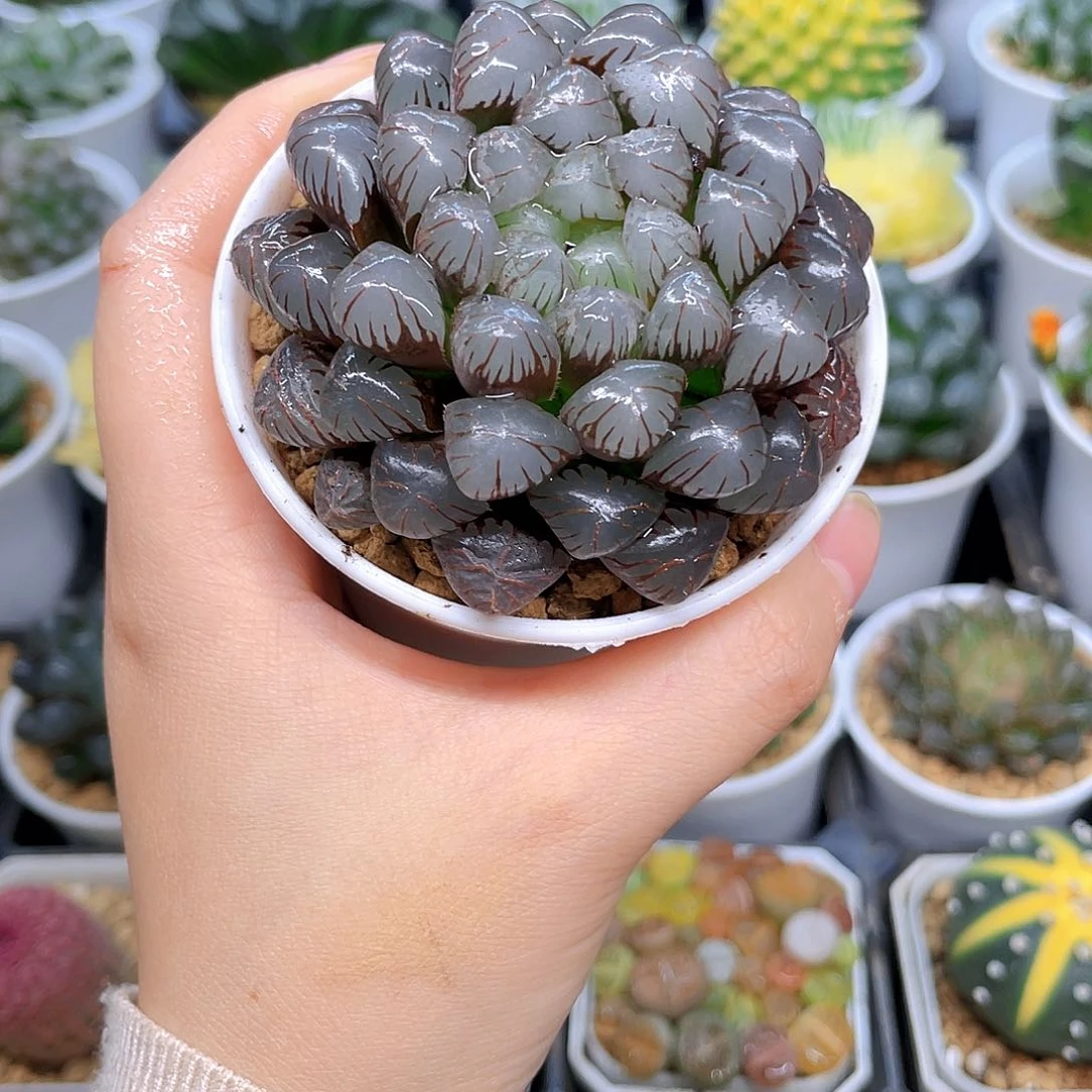 紫冰灯玉露，原盆