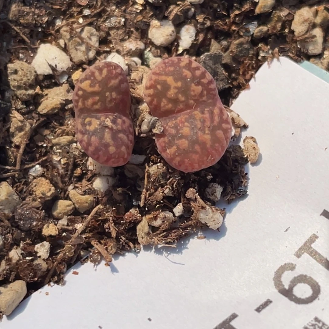 19-126肉锥多肉植物