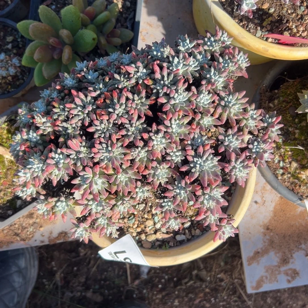 雪花，短叶雪花～一物一拍557