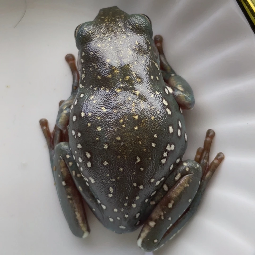 老爷树蛙魔鬼蓝芙蓉暴雪10号