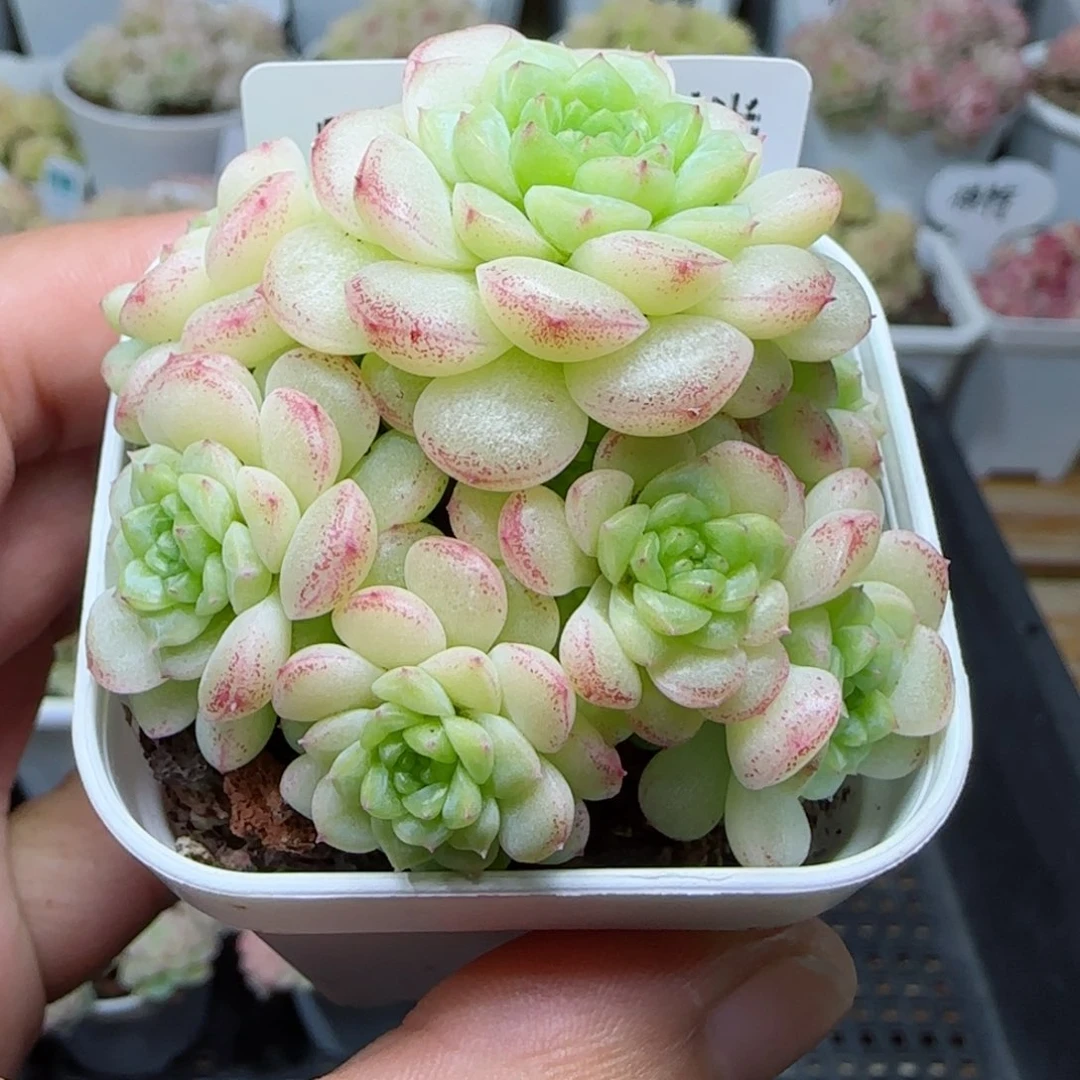 【闪购商品】0226-252（ht-24）
