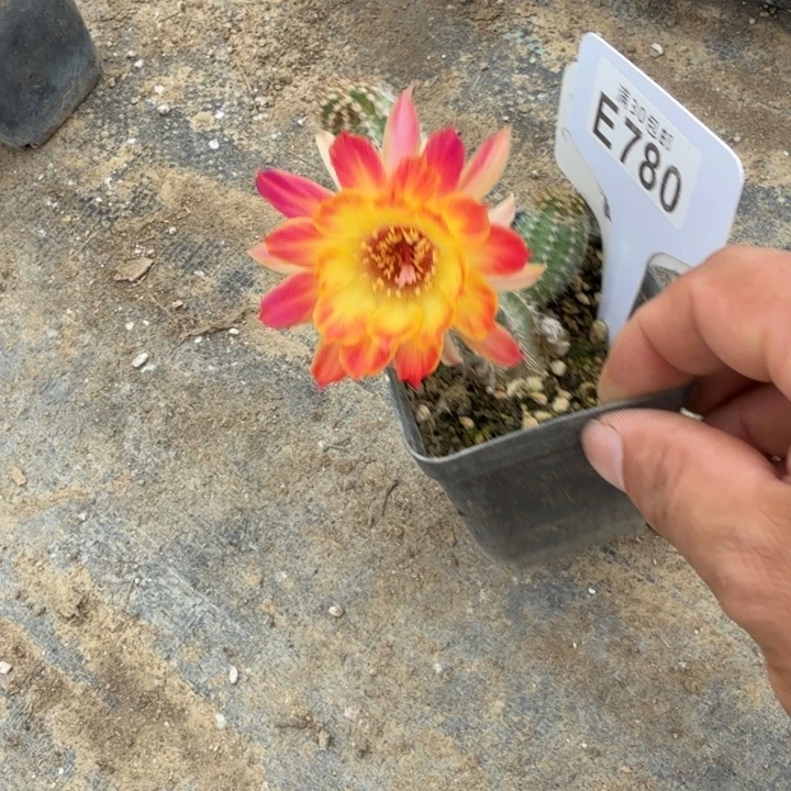 一物一拍福利E780