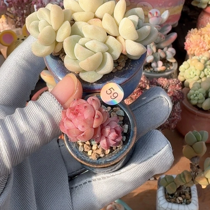 o*h59多肉含盆土30元包 除偏远