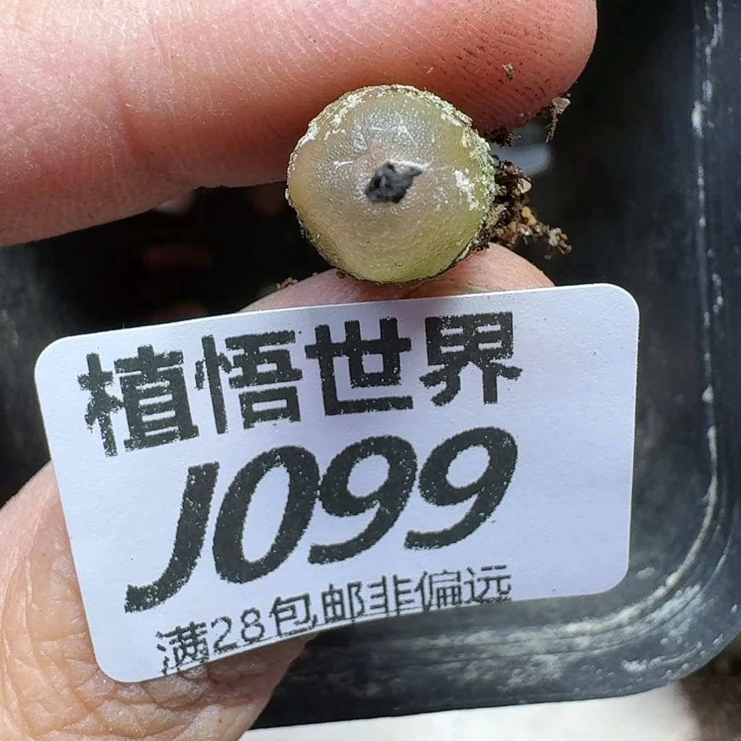 多肉植物的润泽fgh