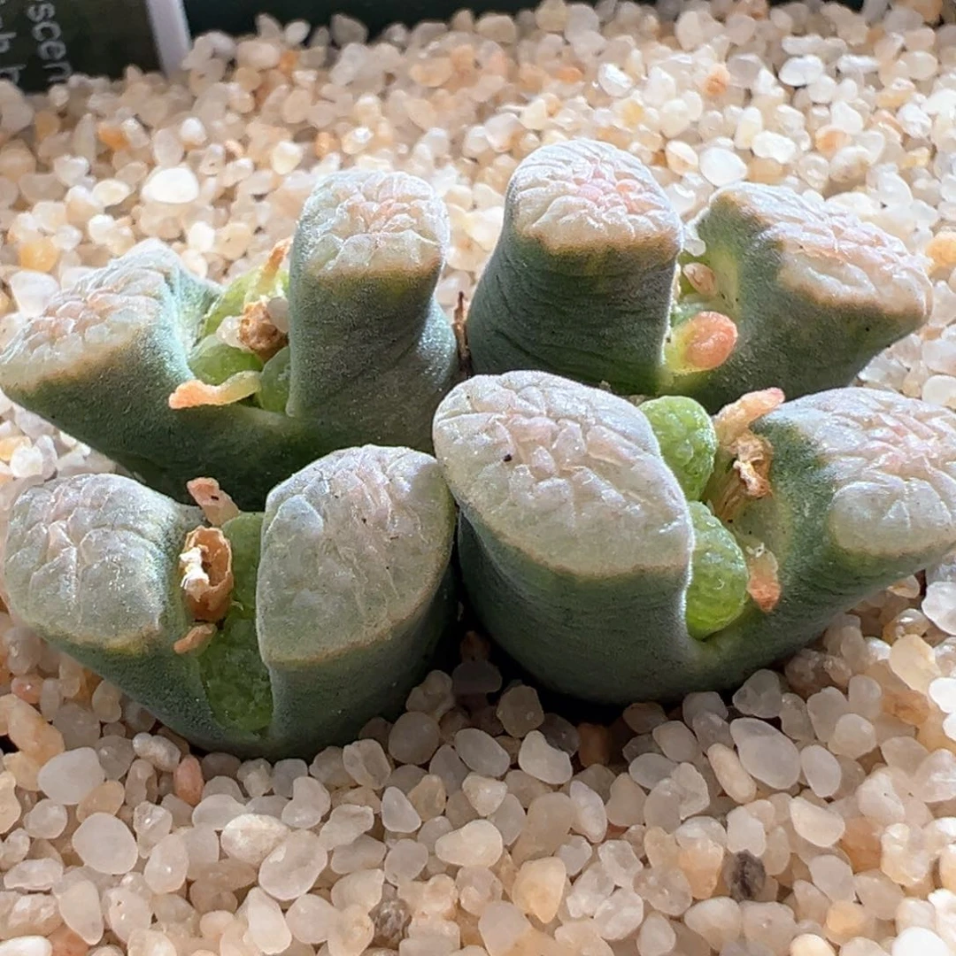 755。1802.6？六年半母本