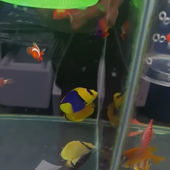蓝闪电一条海水鱼