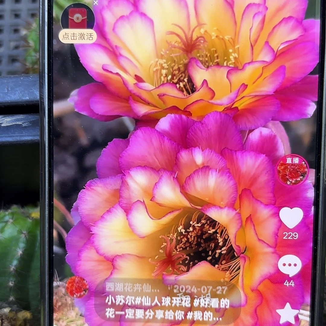 苏气尔毛小4公分侧牙20包邮44