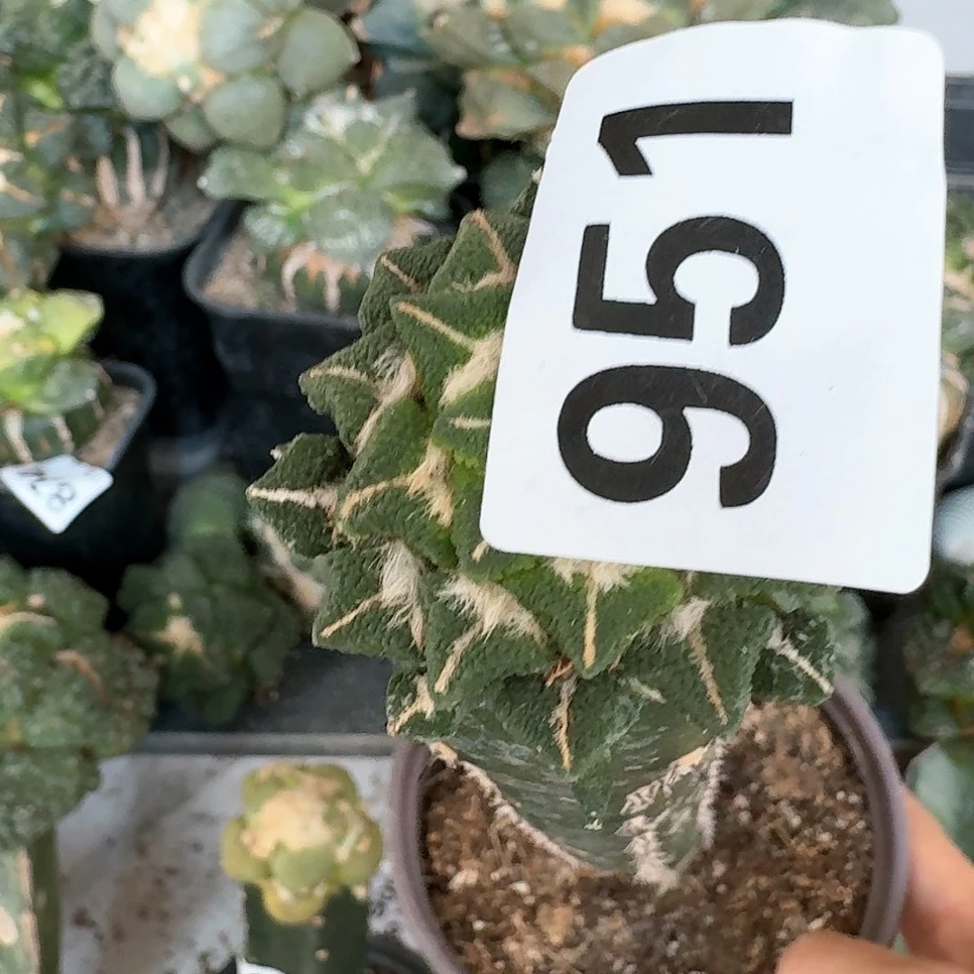 【闪购商品】无花朵执***家大尤黑951