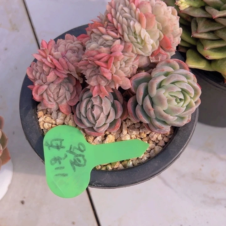 健健康康平平安安