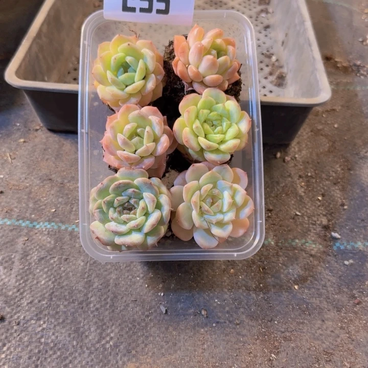 255.拼盘，多肉植物