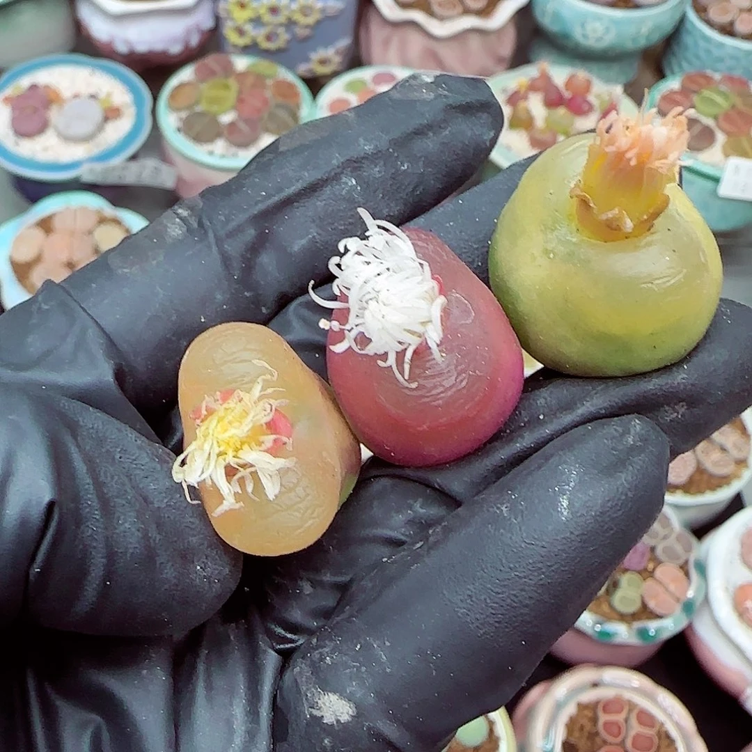 生石花满18包邮1210-89