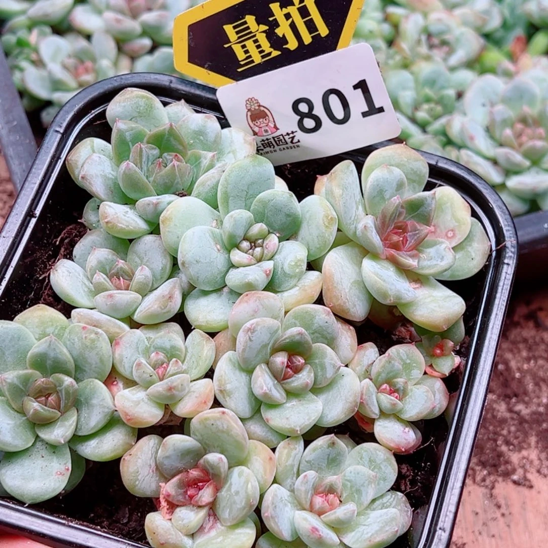 多肉植物多肉植物