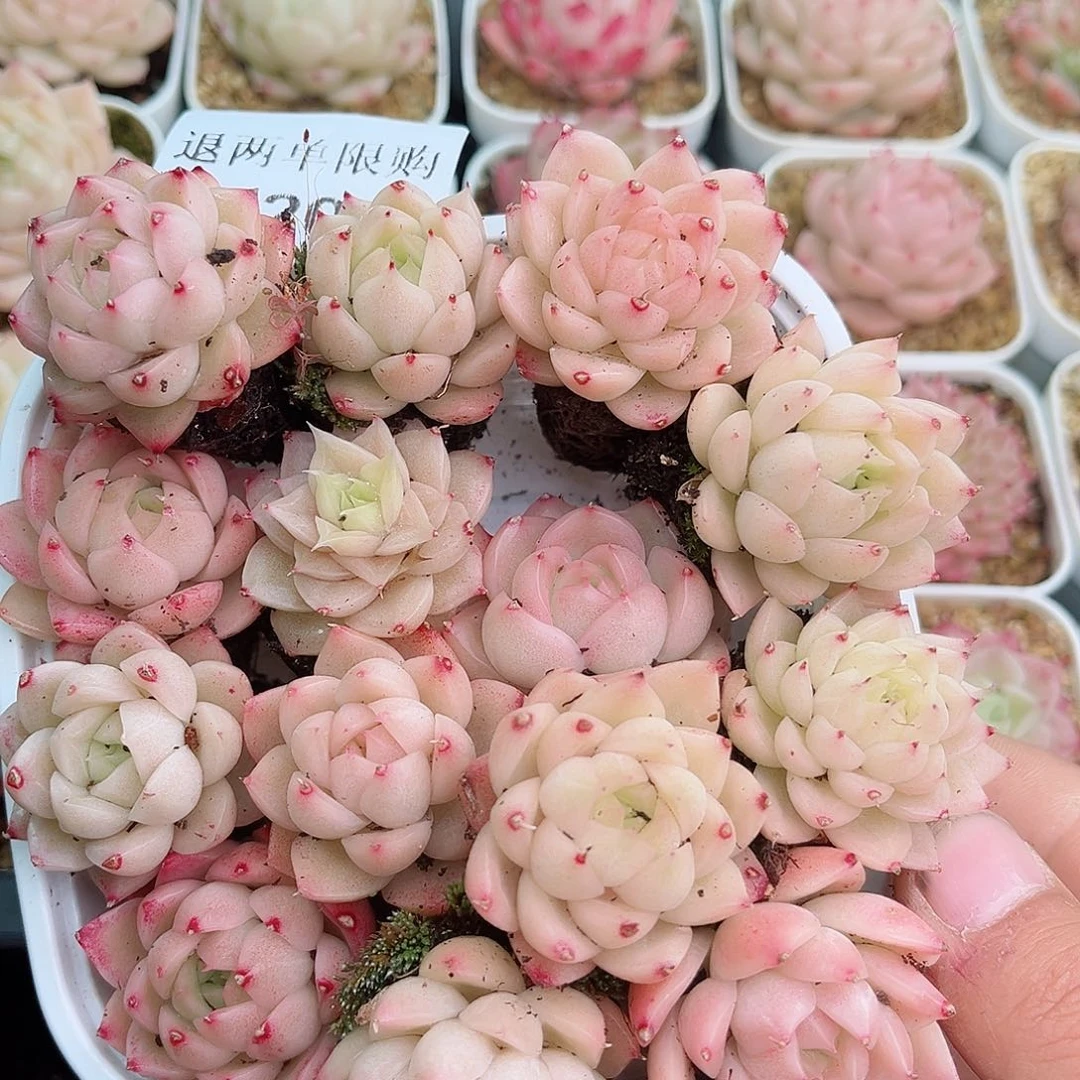 1-201 新疆西藏内蒙不发12.8包邮2-3公分多肉