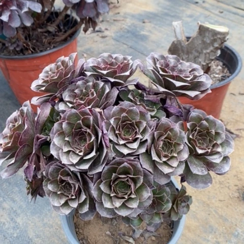 魅金玫瑰多肉植物039