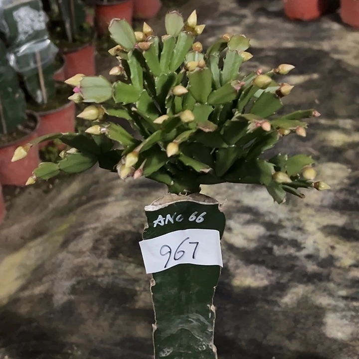 完全开放967AN066