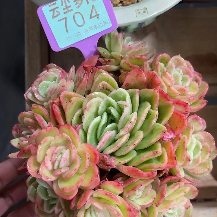 云尘多肉一物一拍 不含盆 704,