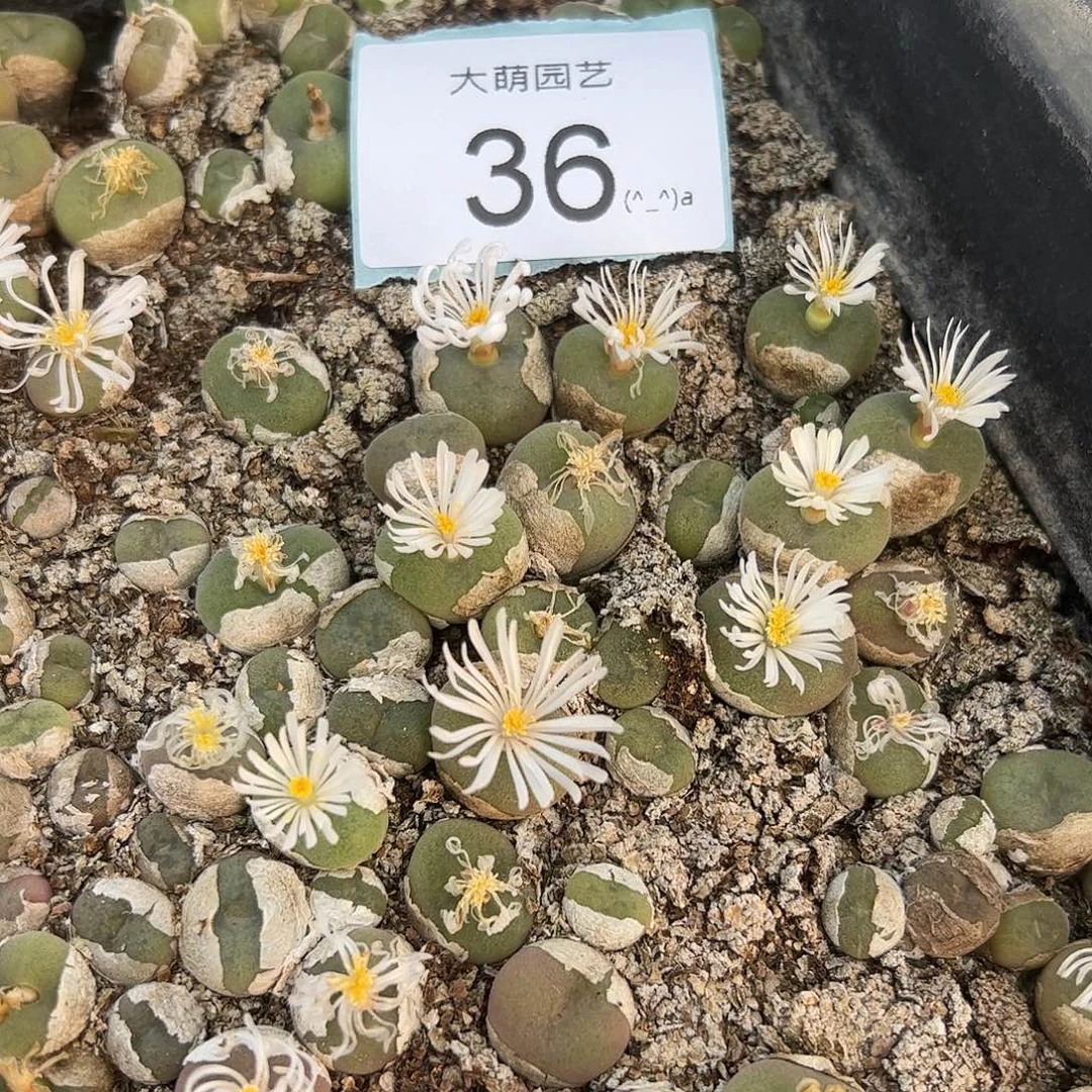 000036量拍空卡佛5颗