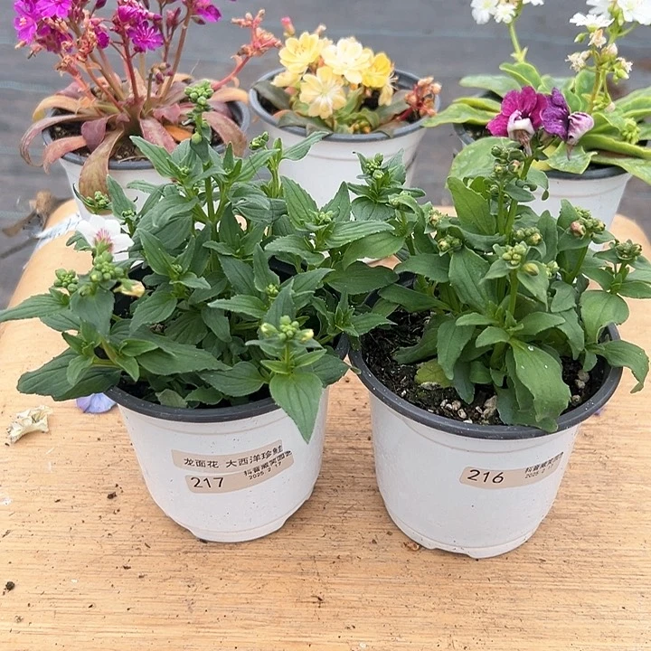 红陶猫**?抖音直播闪拍216/217